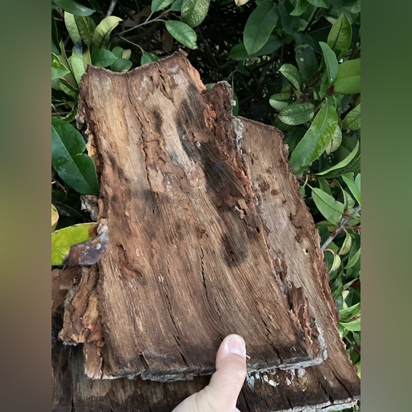 100% AUTHENTIC 150 year old TEXAS PECAN BARK (ARTS&CRAFTS) - Picture 6 of 6
